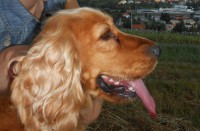 /album/anglicky-kokerspaniel/needed-fixed-done-jpg/